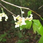 Monodora carolinae Flower