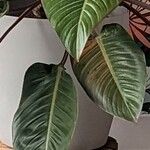 Philodendron tatei 葉