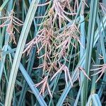 Cyperus longus Fruit
