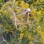 Tragopogon angustifolius Fruit