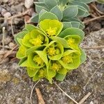 Euphorbia myrsinites പുഷ്പം