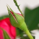 Rosa abietina Flower