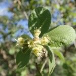 Cordia monoica Drugo