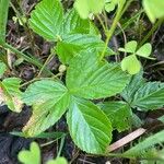 Rubus hispidus Yaprak