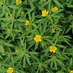 Ludwigia grandiflora Квітка