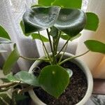 Peperomia polybotrya Blatt