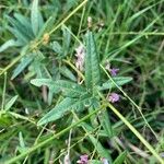 Desmodium paniculatum Leaf