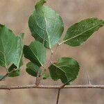 Flacourtia indica Blatt