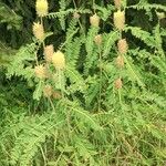 Astragalus alopecurus Habitus