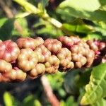 Phytolacca americana Frucht