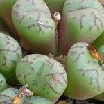 Conophytum obcordellum Leaf