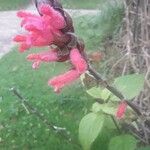 Salvia oxyphora Flower