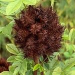 Glycyrrhiza echinata Fruit