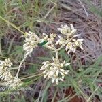 Helichrysum glumaceum Blüte