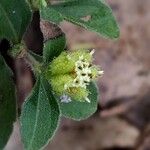 Acanthospermum australe Blomst