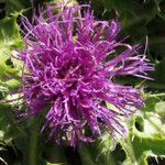 Cirsium acaulon फूल