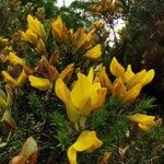 Ulex europaeusFlor