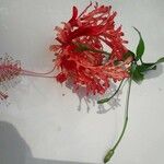 Hibiscus schizopetalus 花