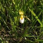 Cypripedium candidum Vekstform