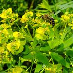 Euphorbia esula Flower