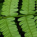 Thelypteris hispidula Leaf