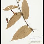 Passiflora holtii Otro