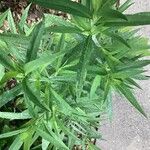 Solidago altissima Frucht