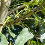 Fraxinus excelsior Bark