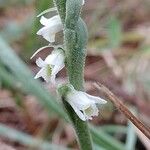 Spiranthes spiralisКвітка