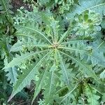 Sonchus congestus Blatt