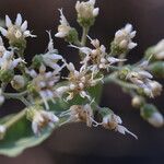 Gymnanthemum amygdalinum Blüte