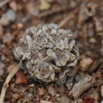 Filago tyrrhenica 花