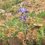 Lupinus cosentinii Лист