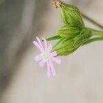 Silene apetala Fula
