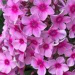 Phlox paniculata പുഷ്പം