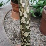 Amorphophallus variabilis Corteza