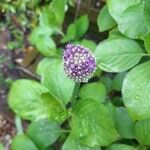 Allium giganteumफूल