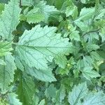 Brassica juncea Blatt