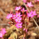 Pistorinia hispanica Habit