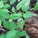 Lepidium sativum Fuelha