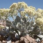 Eriogonum robustum ᱛᱟᱦᱮᱸ