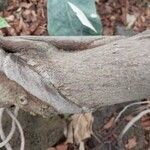 Ficus cyathistipula Bark