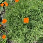 Eschscholzia californica Flower