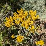 Acacia notabilis Flower