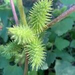 Xanthium orientale ഫലം