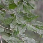 Casearia praecox Leaf