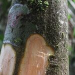 Albizia adianthifolia Rusk