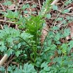 Cardamine impatiens Hostoa