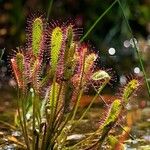 Drosera intermedia Buveinė