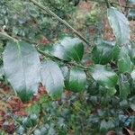 Ilex meserveae Leaf